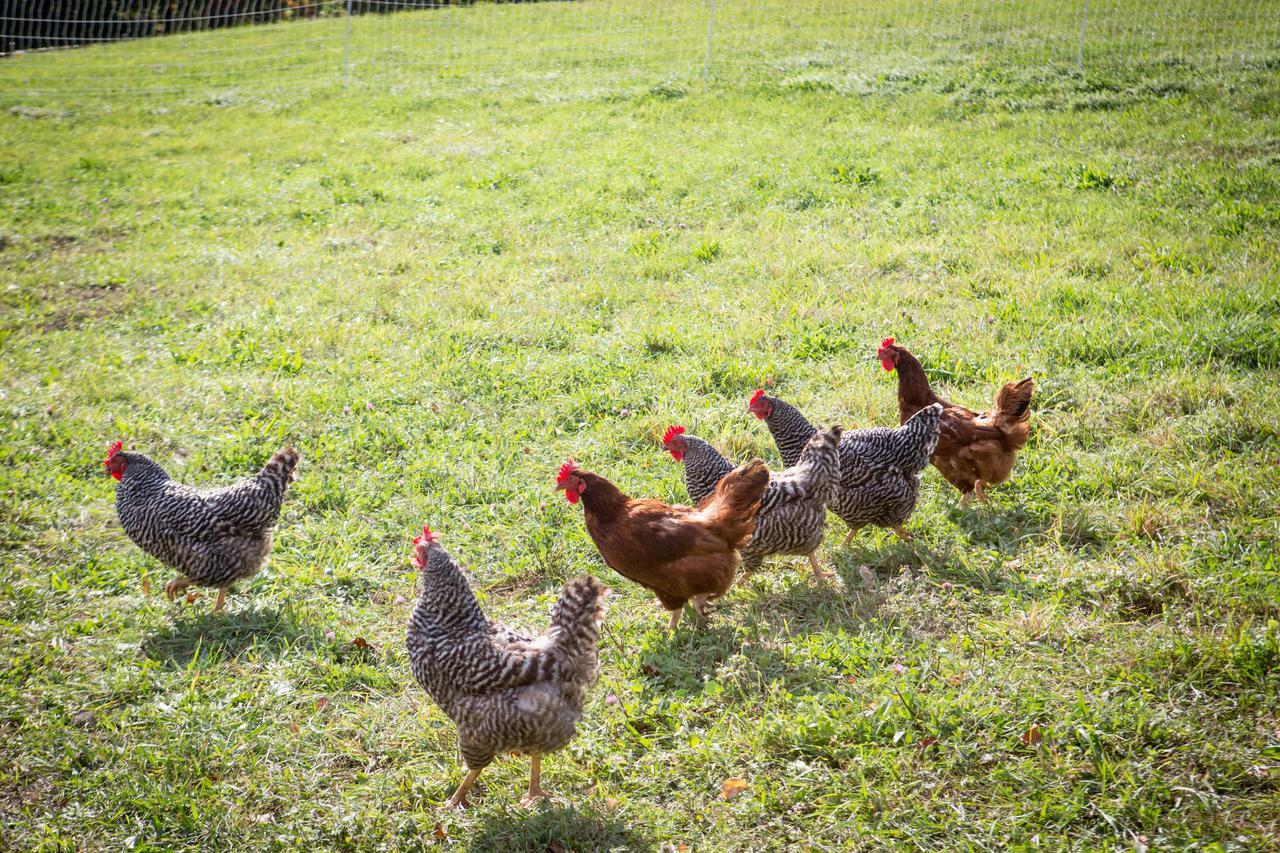 Woodstock Sustainable Farms Villa Rum bild