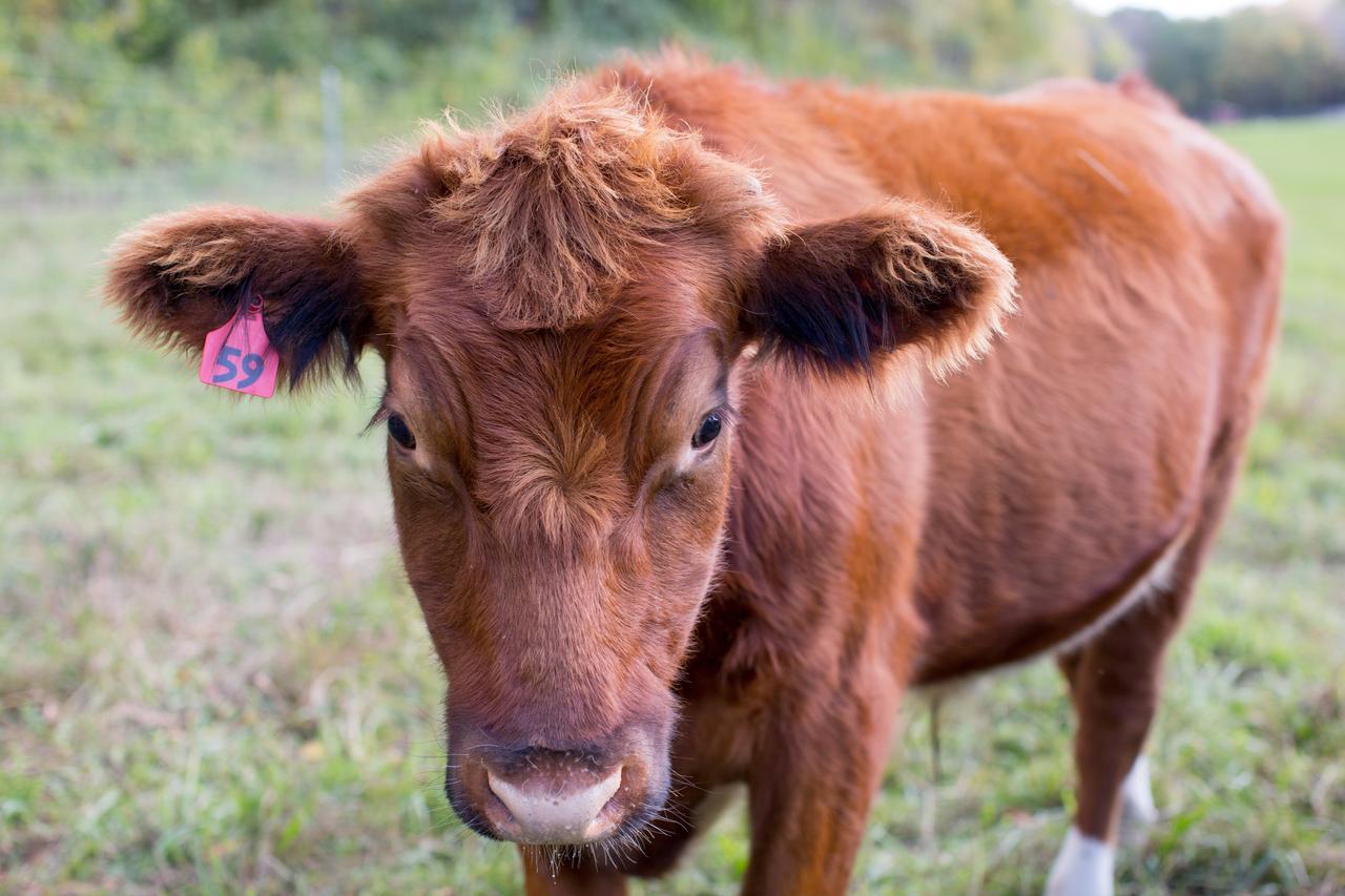Woodstock Sustainable Farms Villa Rum bild