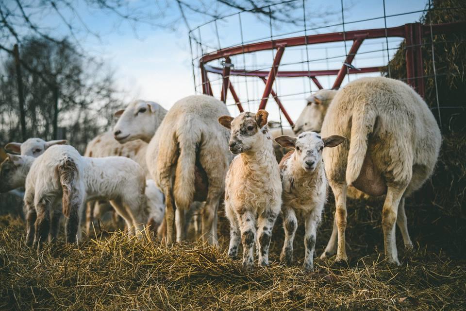 Woodstock Sustainable Farms Villa Rum bild